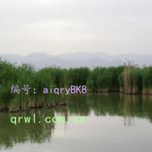 ʶ